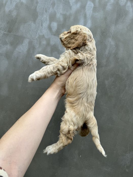 Американський кокер спаніель