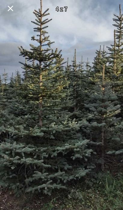 Choinka świąteczna