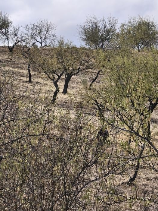 Terreno rústico em Moncorvo