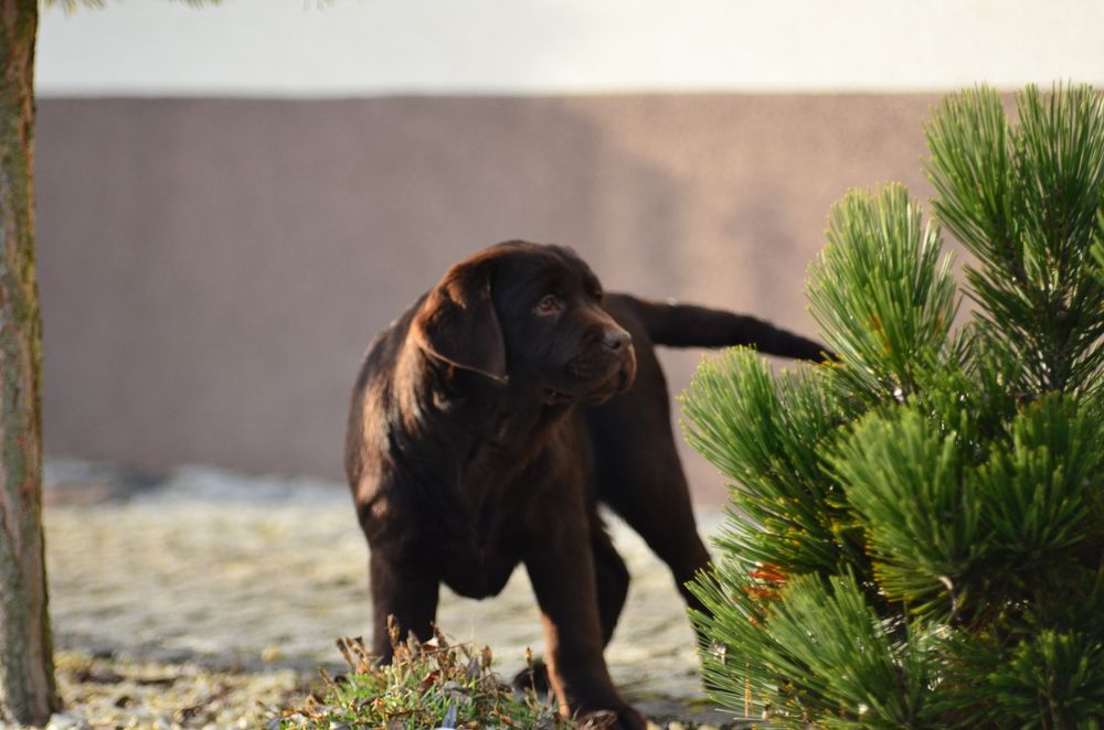 Labrador Retriever FCI