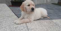 Golden Retriever piękny szczeniak