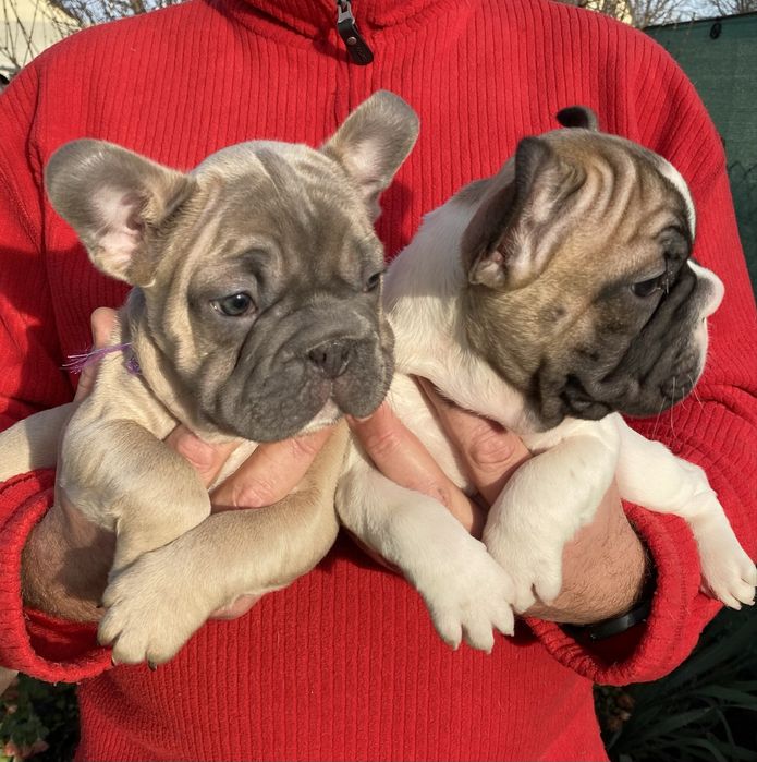 Французский бульдог