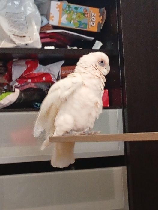 Cacatua Corella  com dois anos