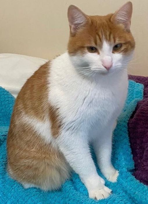 Oddam kota zadbany biało rudy