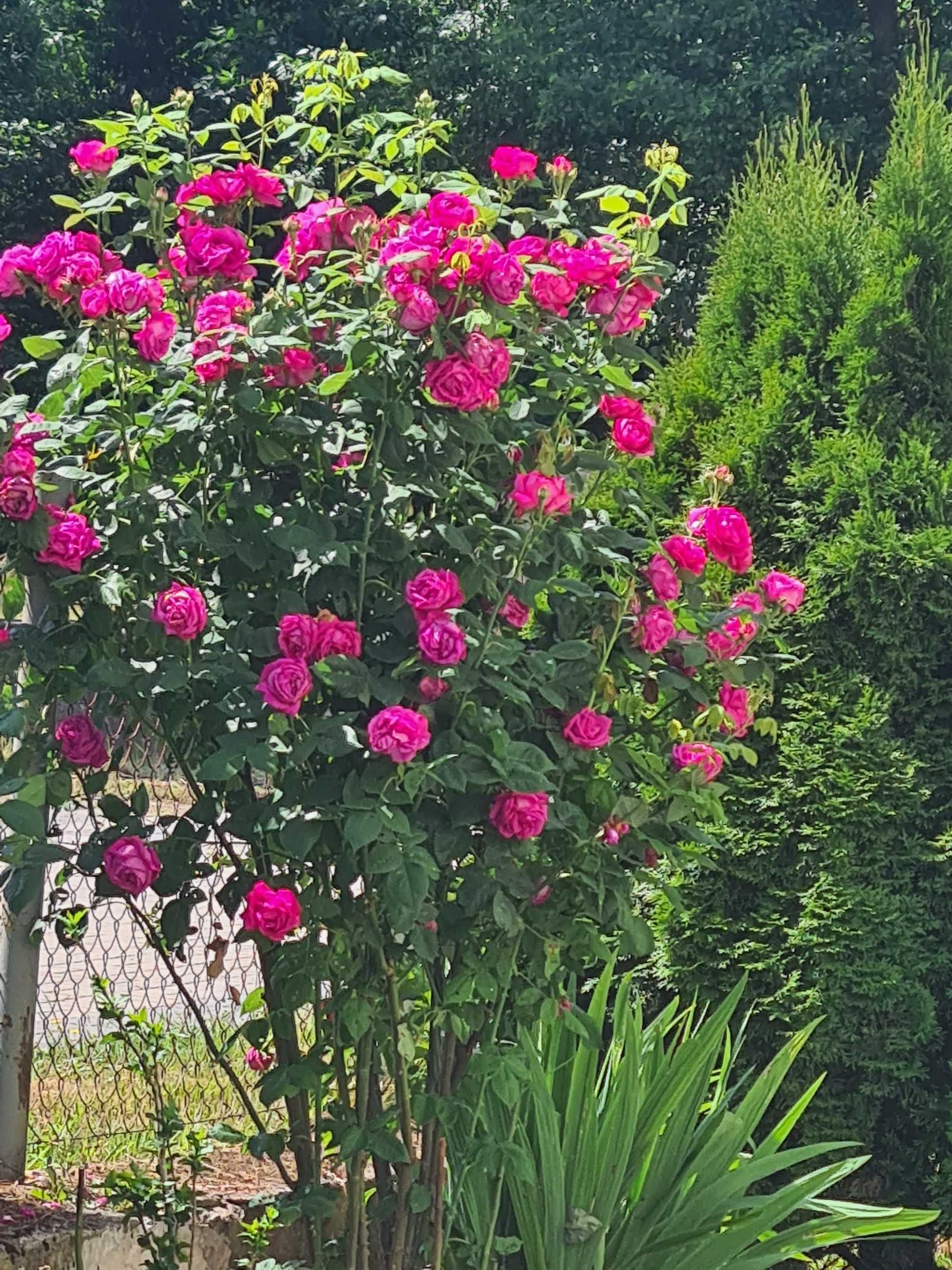 Purpurowa róża  z sadzonką z trzmieliny