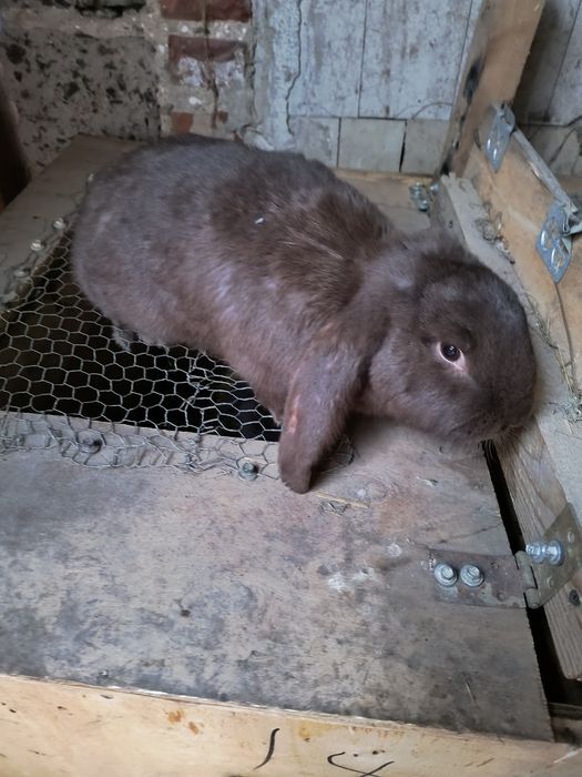 Króliki barany francuskie