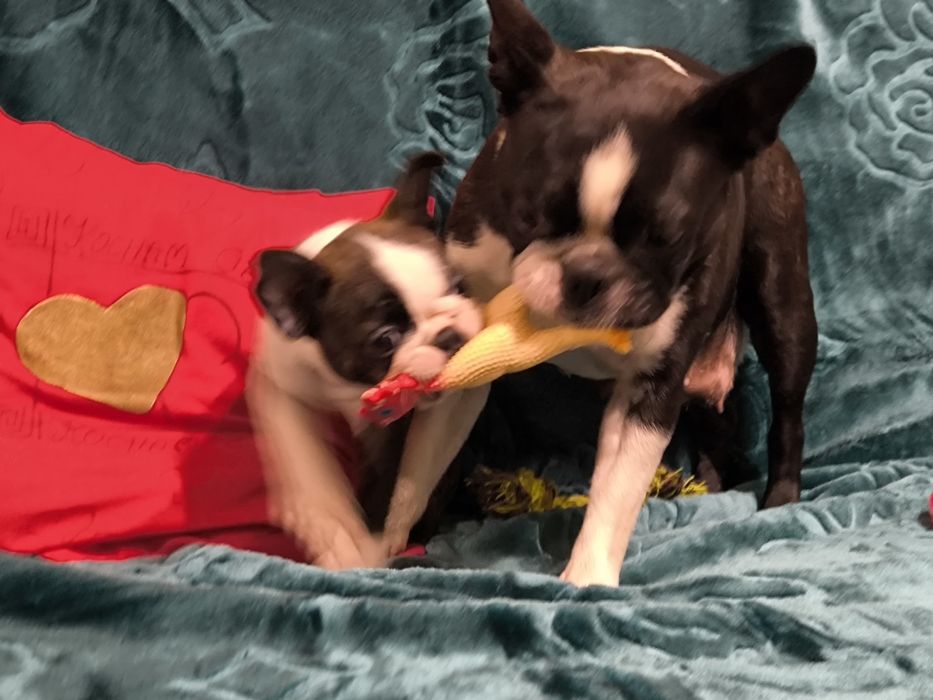 Boston Terrier śliczna suczka ZKwP/FCI