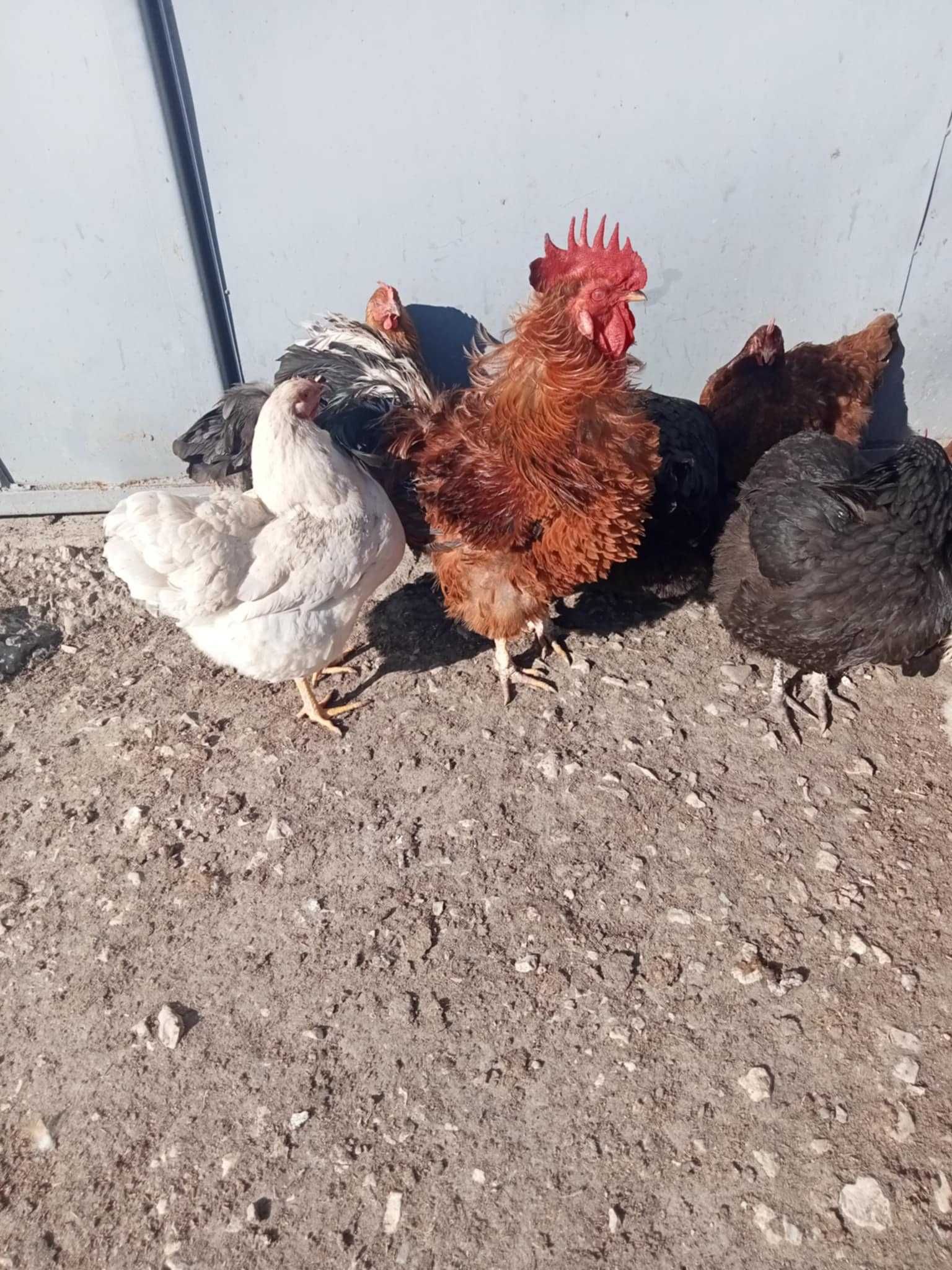 Jaja, jajka lęgowe kury ozdobne kochin czubatka fawerola gołoszyjki