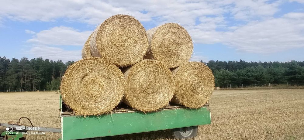 Słoma bale 150 cm z pszenicy jęczmienia i pszenżyta