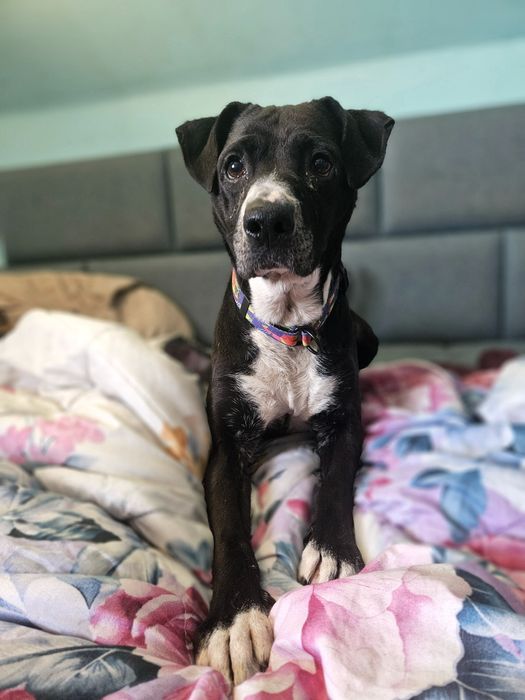 Merry mix ttb szuka domu