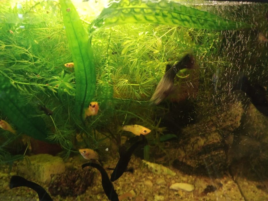 Molinezja czarne,  żółte nakrapiane. Młode osobniki 1 - 2 cm.