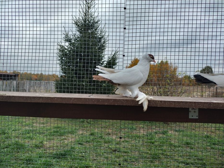 Gołębie ozdobne krymka polska