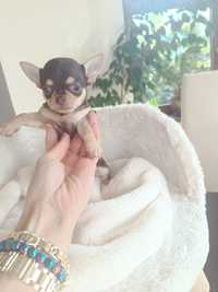 Chihuahua Piękna  Czekoladowa Suczka gotowa do odbioru