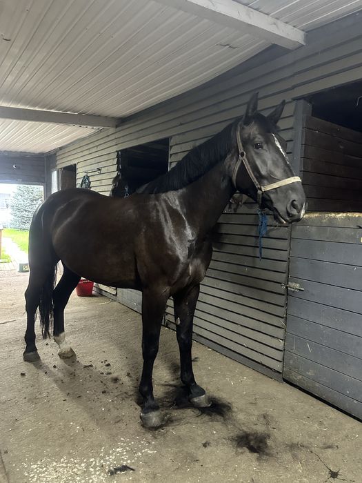 Klacz śląska z licencją