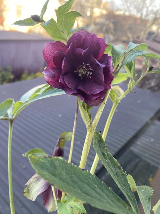 Морозники весняні багаторічні