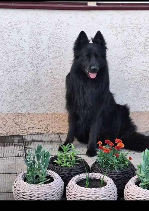 Питомник продает щенков длинношерстной немецкой овчарки