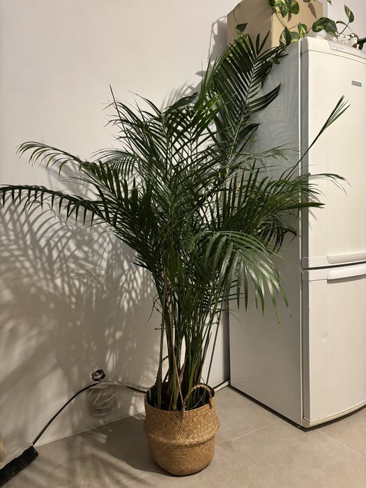 Palma areka areca;  dypsis lutescens, wysoka