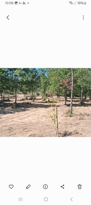 Quinta urbana  campismo caravanismo