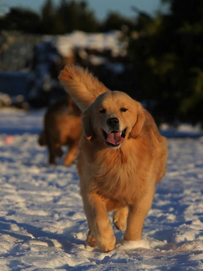 GOLDEN RETRIEVER- złote i ciemnozłote, ZKwP,FCI, po championach