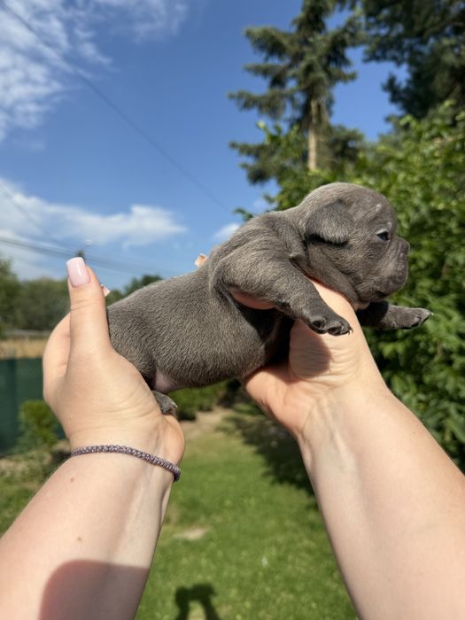 Sunia buldog francuski