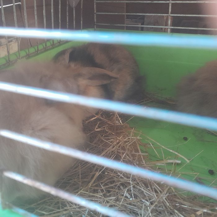 Vendo coelhos anoes de orelhas caidas