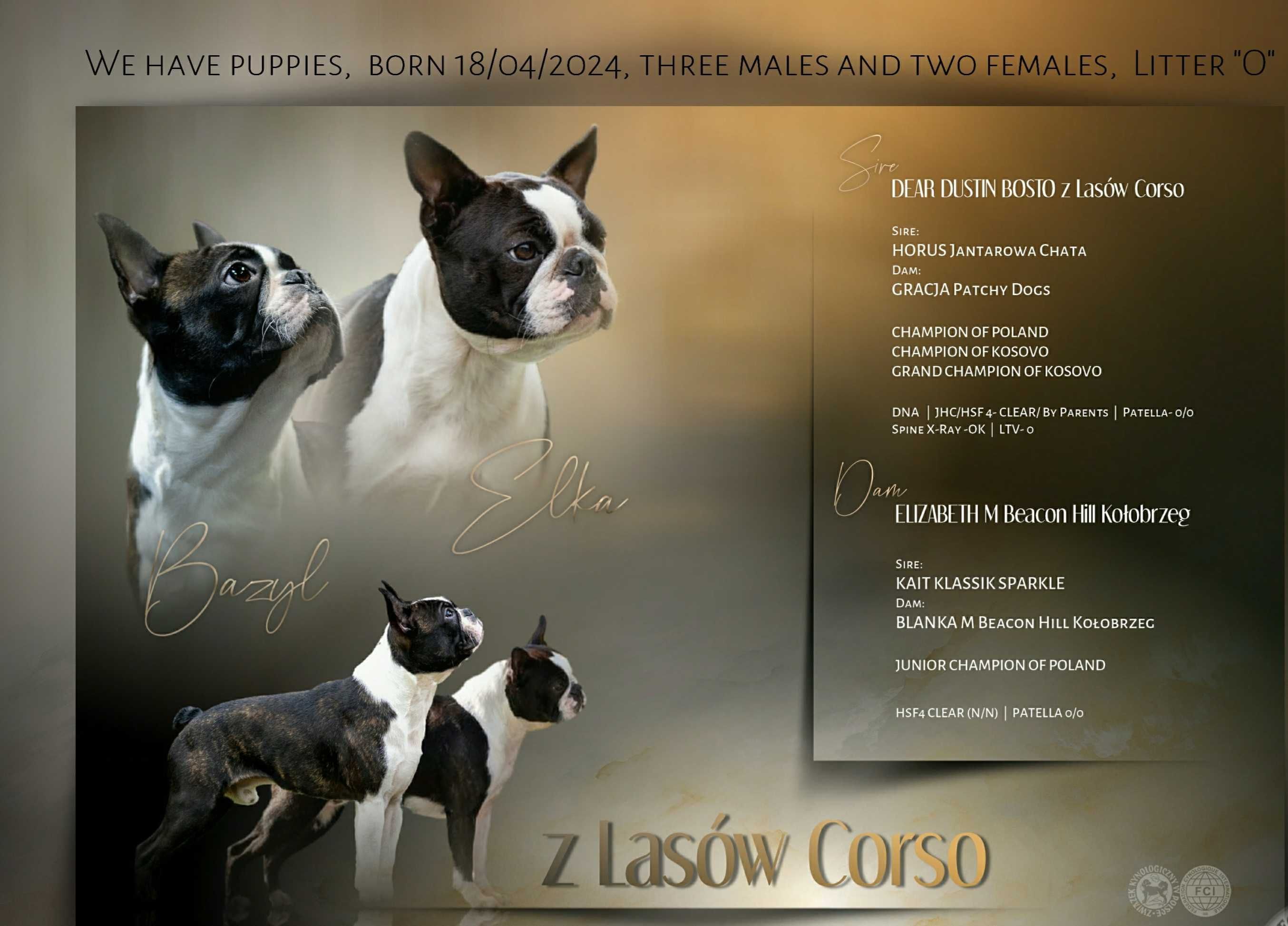 Boston Terrier ZKwP/FCI oddział Wrocław