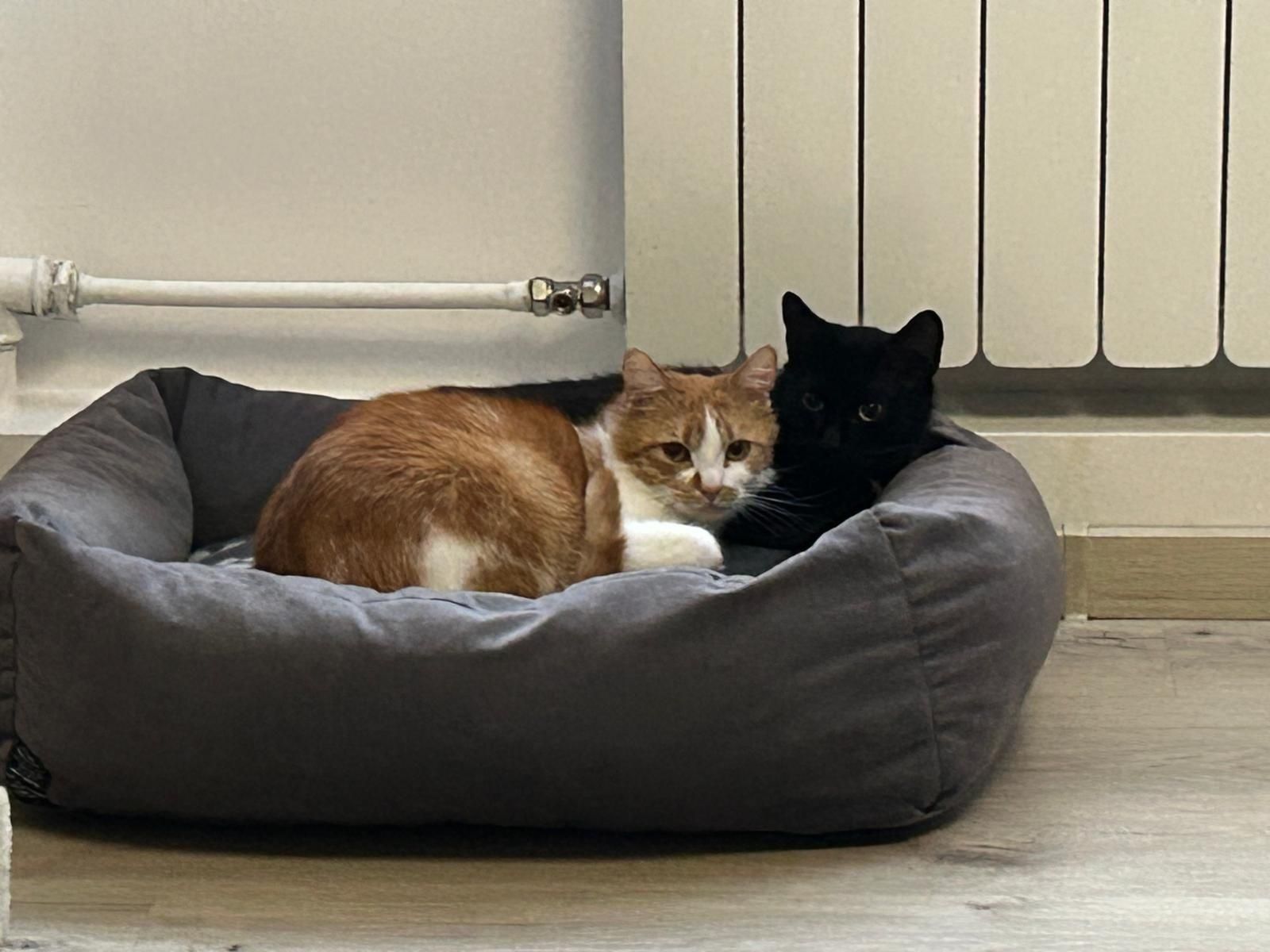 Młode kotki do adopcji