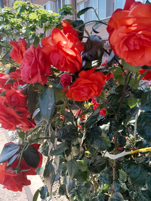 Продам участок в Аркадии. 5 соток. Под жилую застройку.