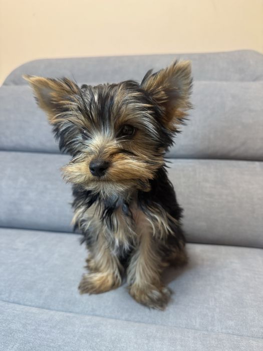 Йоркширський терєр, дівчинка йорка 3 міс ТОРГ