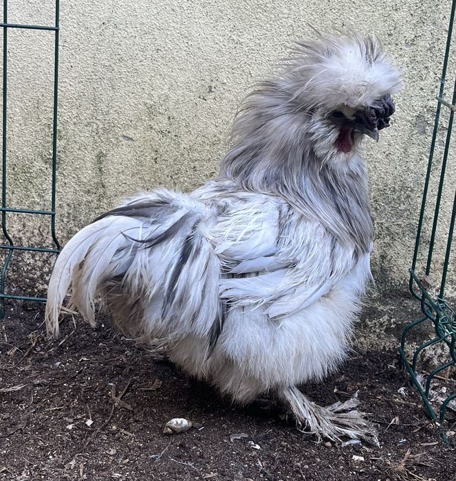 Galo splah de sedosa linha USA