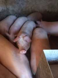 Домашні свині