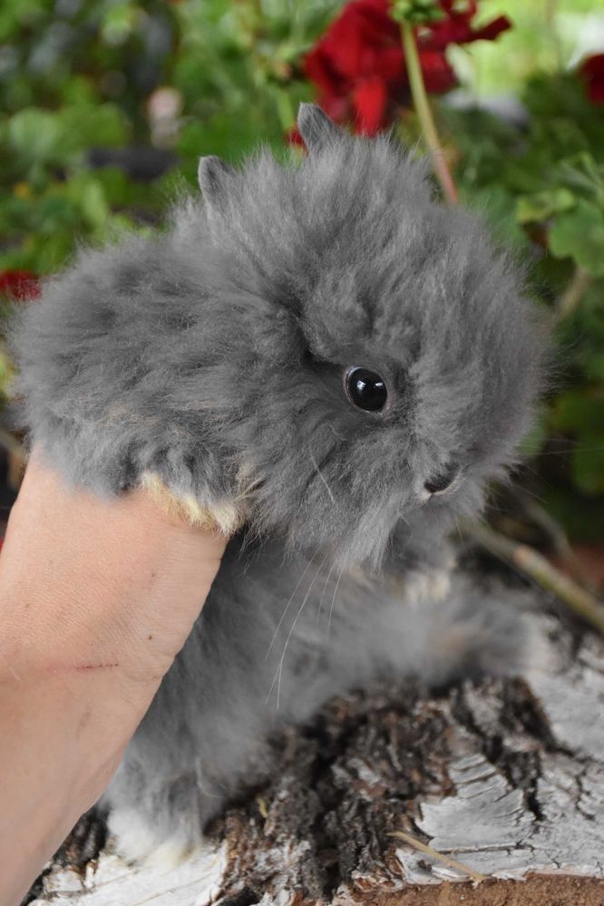 Króliki Karzełki Teddy Lewki Mini Miniaturki