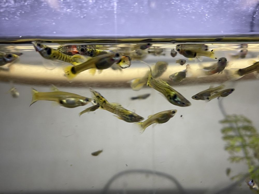 Guppys sortidos variados