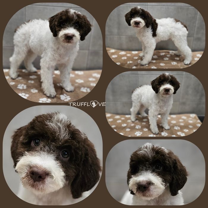 Lagotto Romagnolo FCI – biało-brązowy piesek z miotu FAIRY, Trufflove