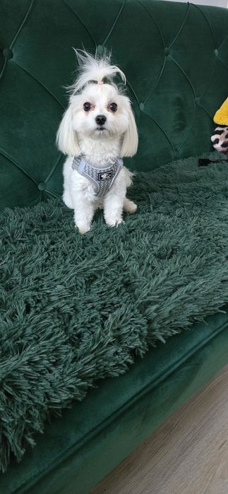 Maltanczyk suczka dorosła