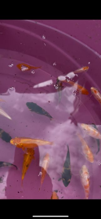 Carpas koi criacao 2025