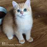 Британський золотий котик ny12