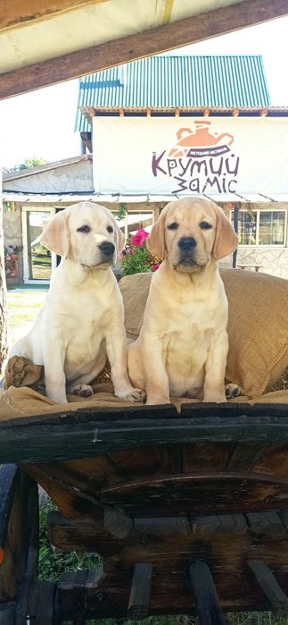 Неймовірні лабрадори цуценята