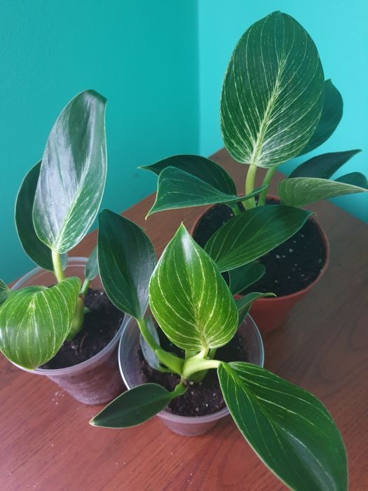 Набори всіх сортових антуріумів