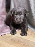Czekoladowa suczka, Labrador Retriever ZKwP, FCI