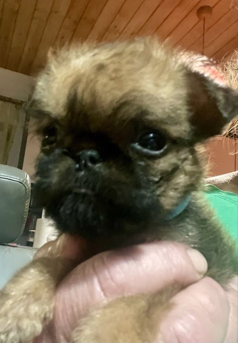 Gryfonik brukselski samczyk