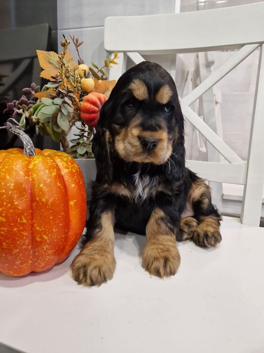 Cocker spaniel angielski