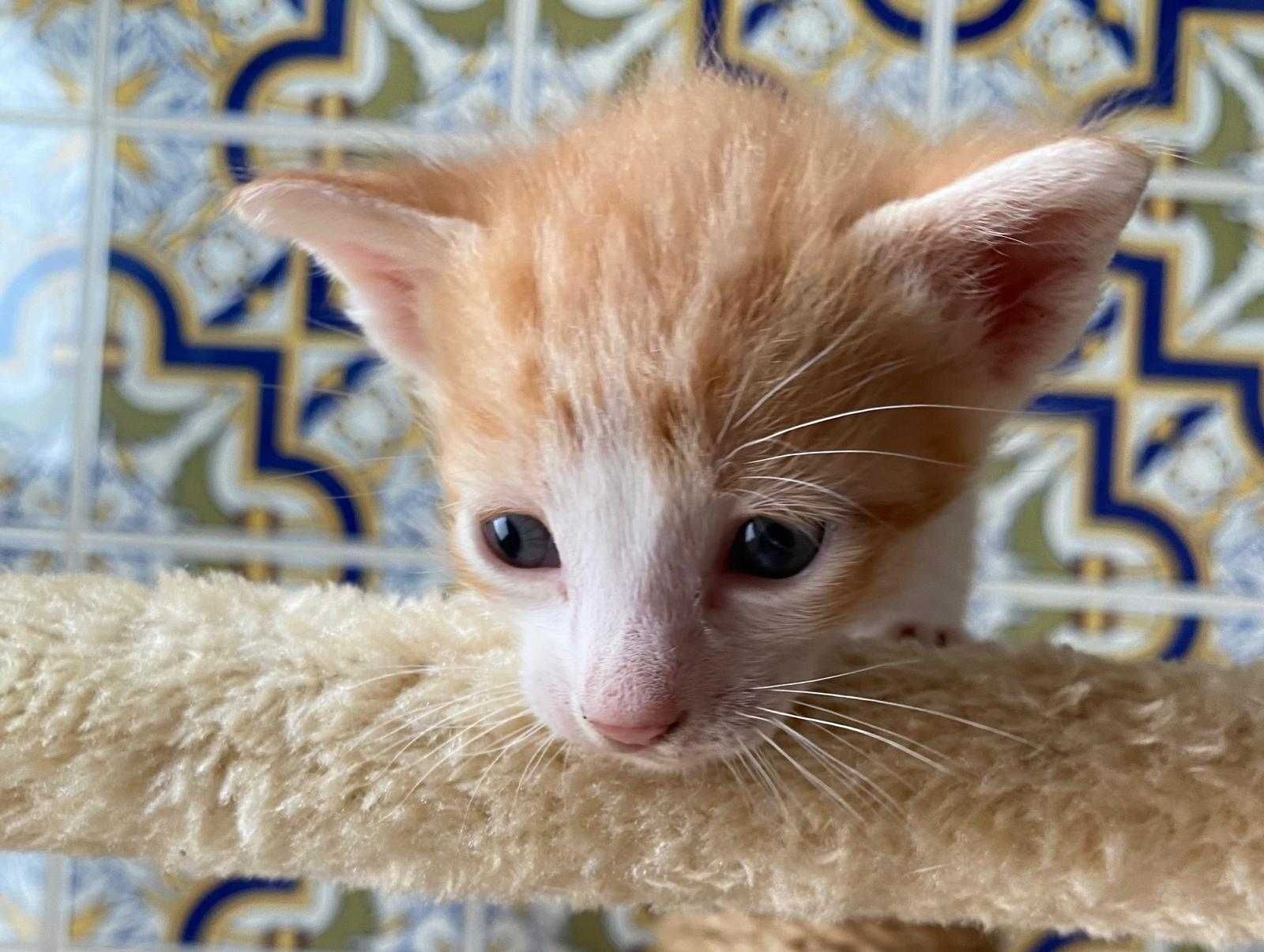 Gatinhas para adopção