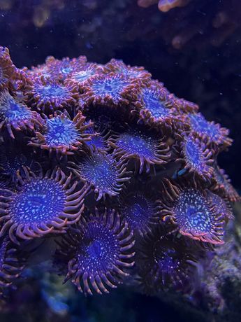 Zoa Utter Chaos koralowiec koralowce Akwarium morskie