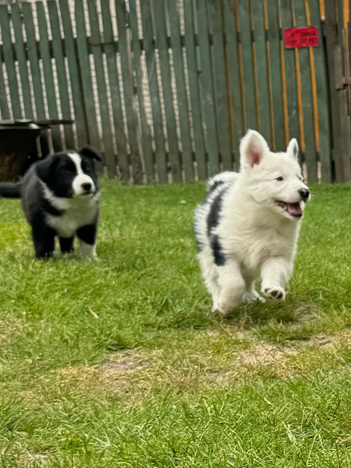 Border collie wyjątkowy