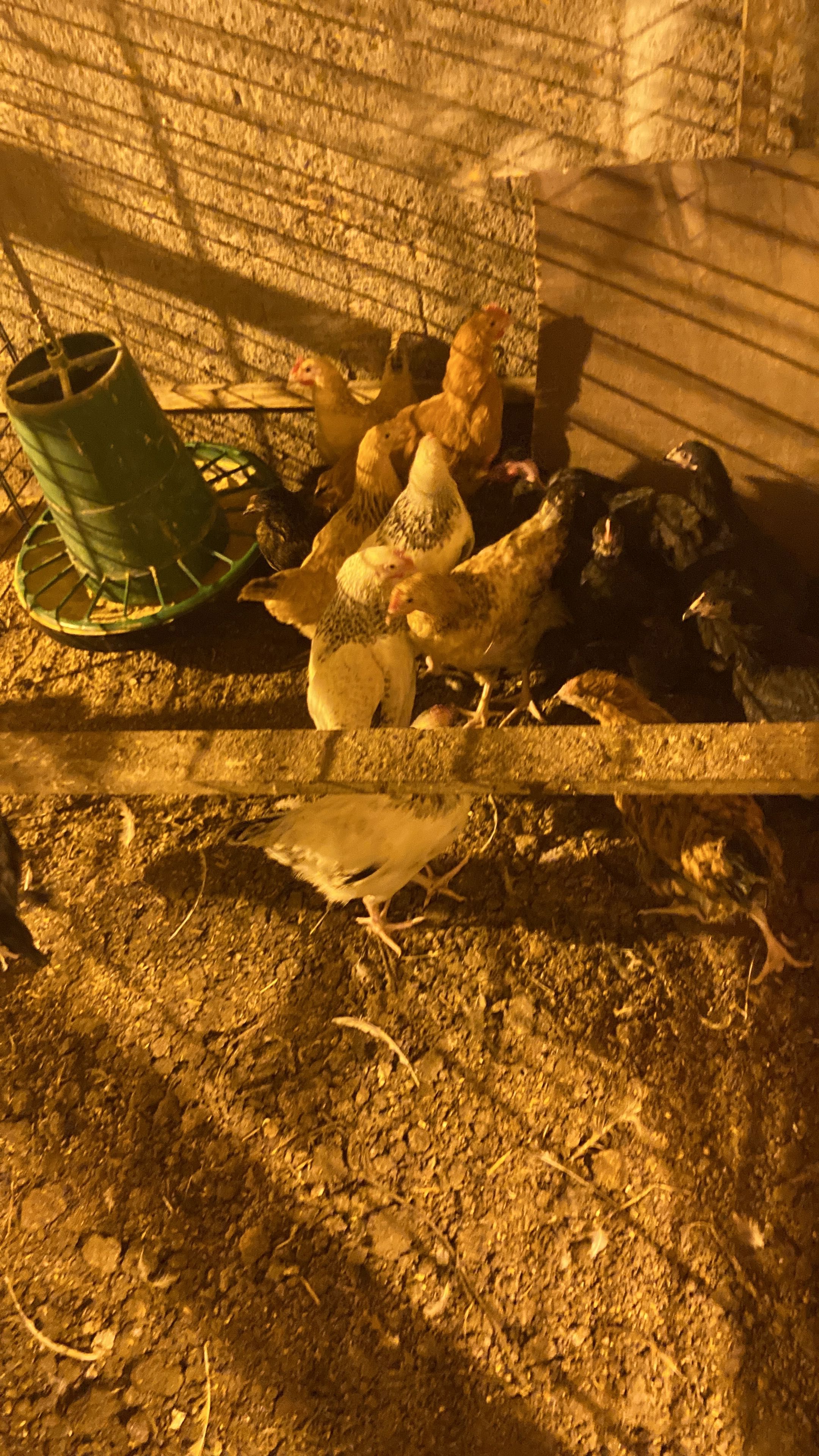 Ovos 100% puros e naturais