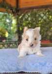 Yorkshire Terrier Golddust śliczny piesek