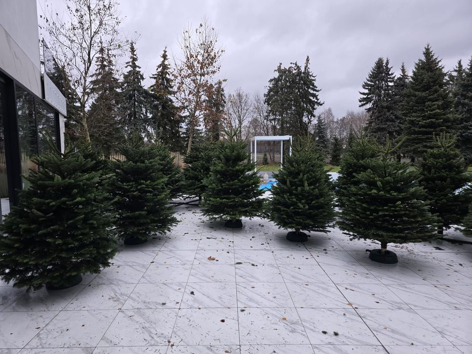 Jodła Kaukaska Świerk hoinki