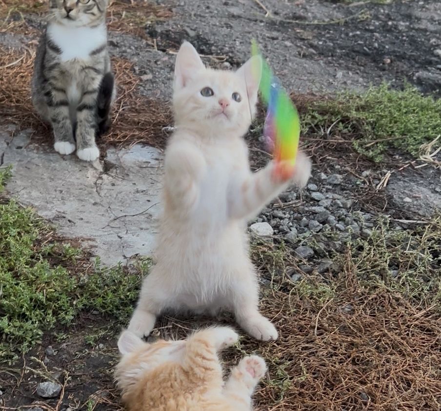 Кіт котик котеня