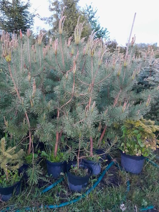 Sosna Pinus sylvestris w donicy 5 letnia do 120cm